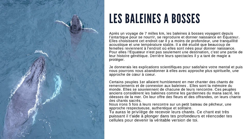 Les baleines à bosses